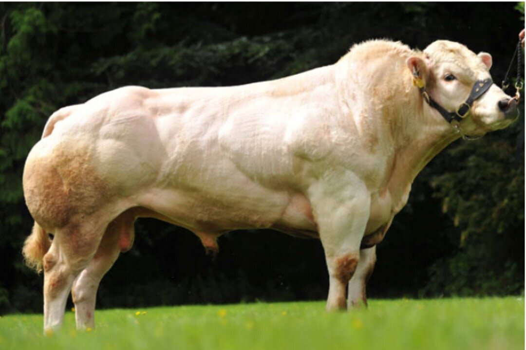 толстенький бычок. порода крс голубой бельгиец. здоровенный бычок. бык породы бельгийская голубая. бельгийская порода быков.