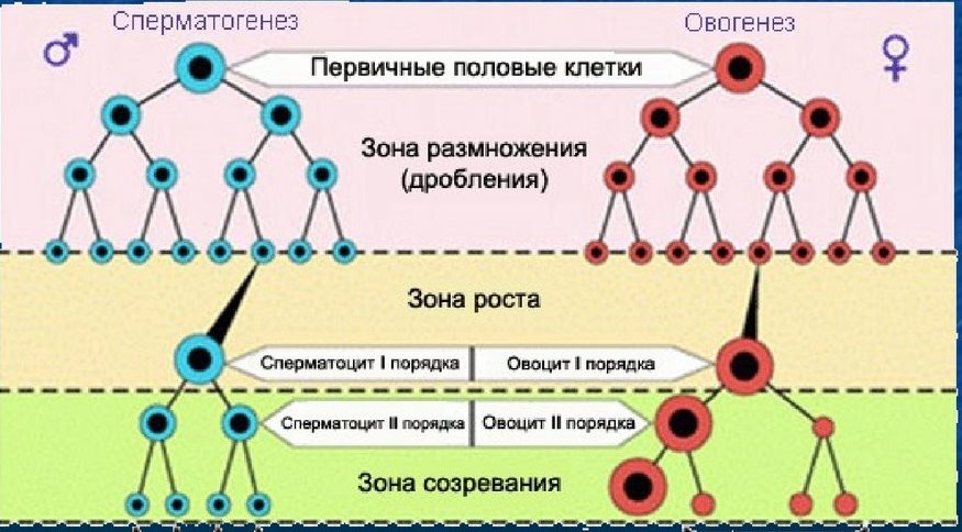 Образование половых клеток