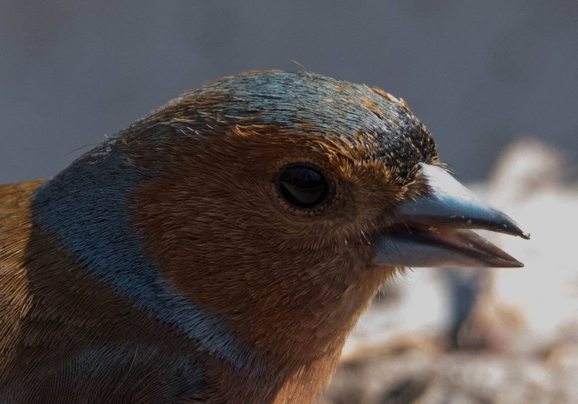 Самец зяблика  (Fringílla coelebs) 2018 Москва, Нескучный сад (Nikon D200 + Tamron 150-600)