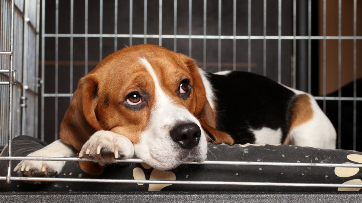 Металлические клетки для собак размера №5 - купить в Москве в интернет-магазине «PetsCage»