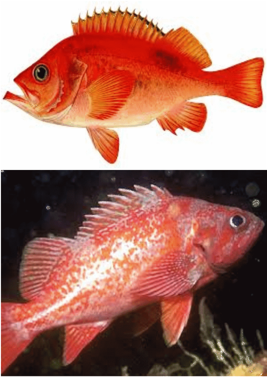 Морской окунь