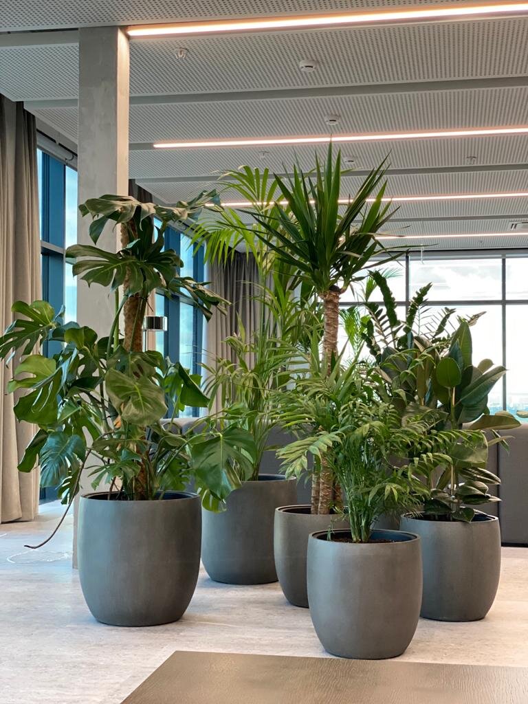 Кашпо марки Treez Effectory для крупных растений