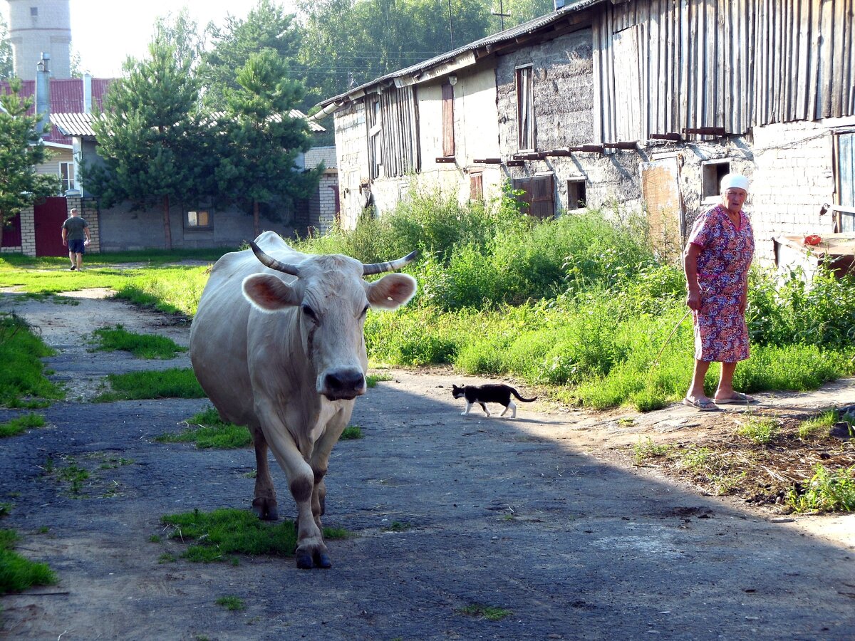 В деревне скучать некогда (фото автора)