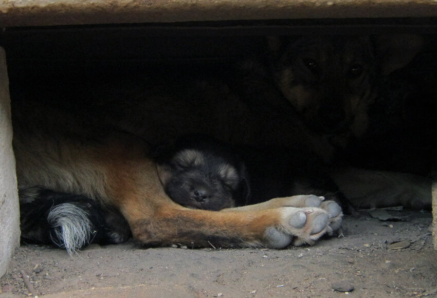 Спи, мой воробышек, спи, мой сынок