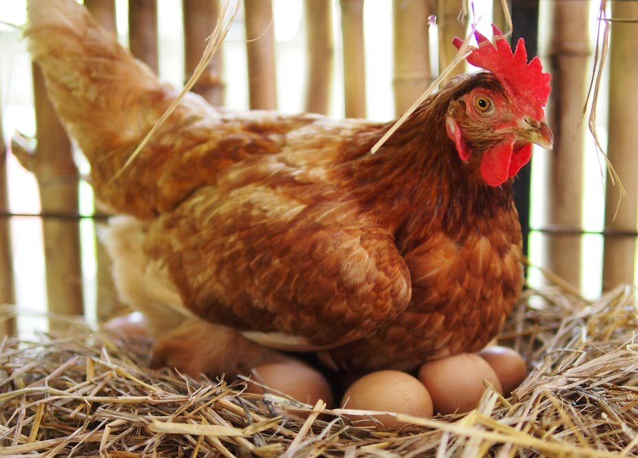 Las gallinas ponen huevos sin gallo