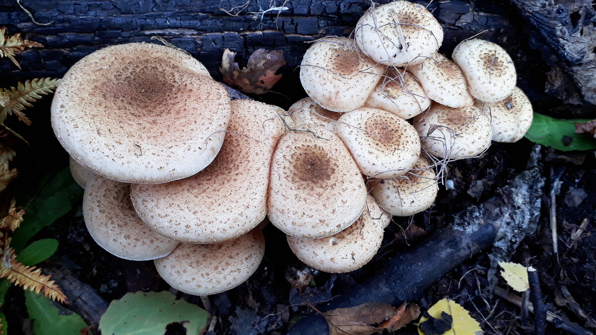 Дал потам немного подрасти на даче 