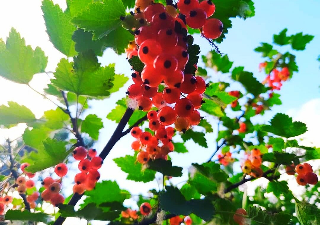 Смородина в этом году