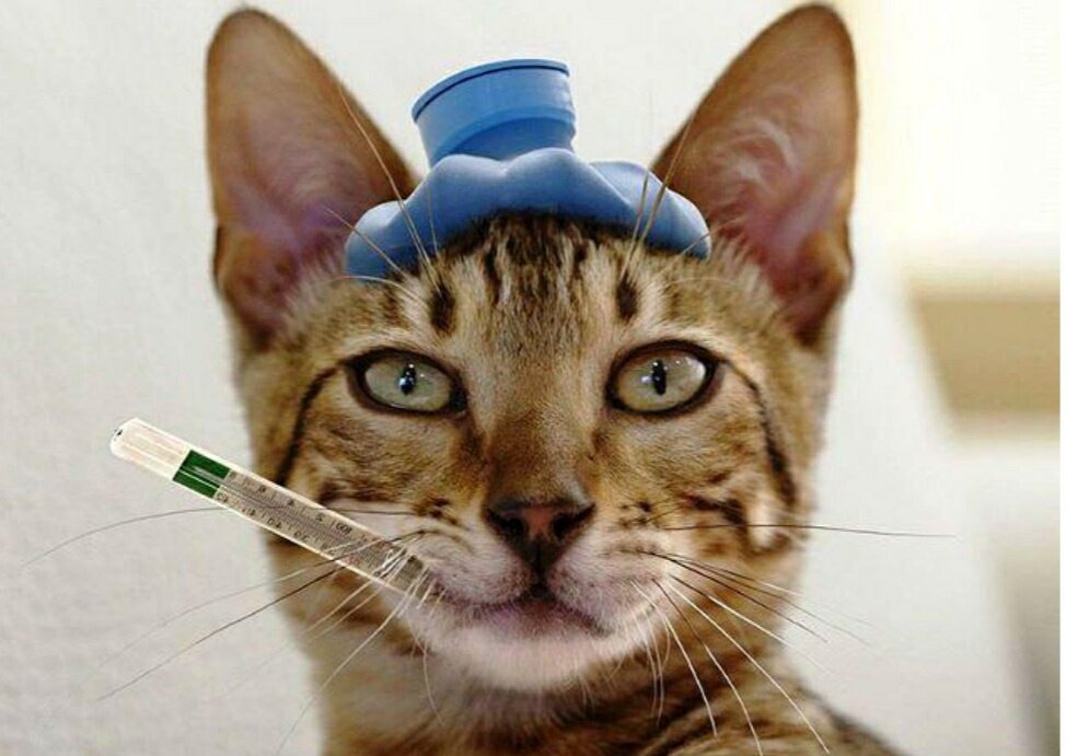 Котики тоже могут болеть