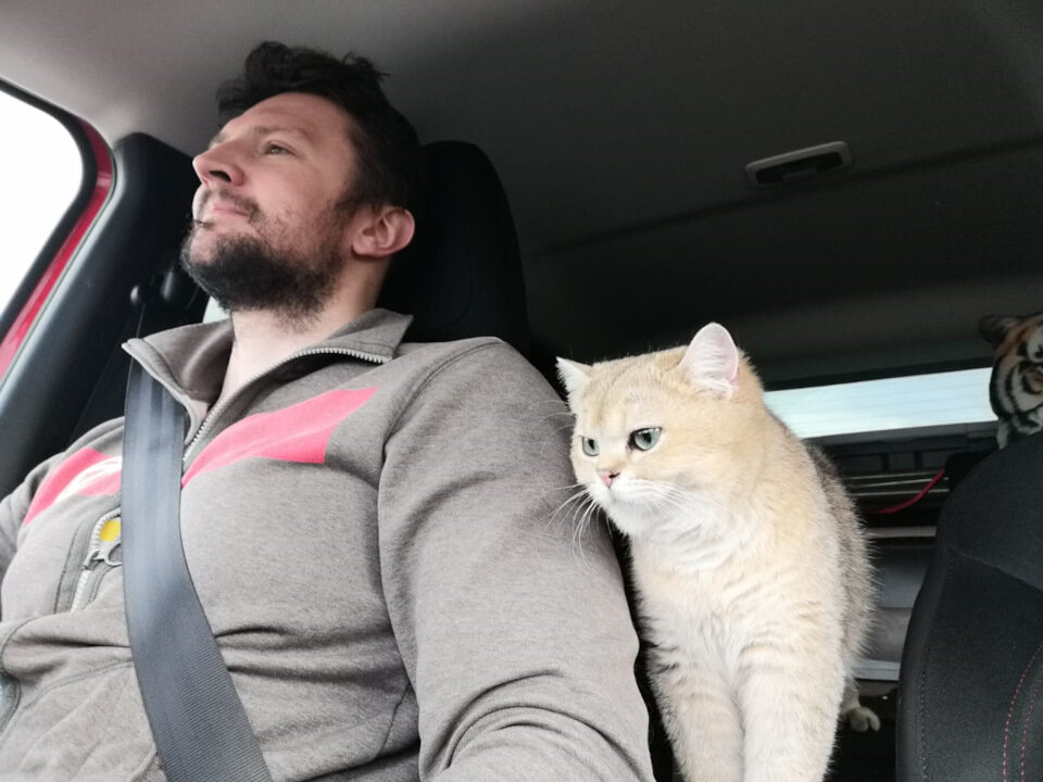 Фото из сети. Кот в машине.