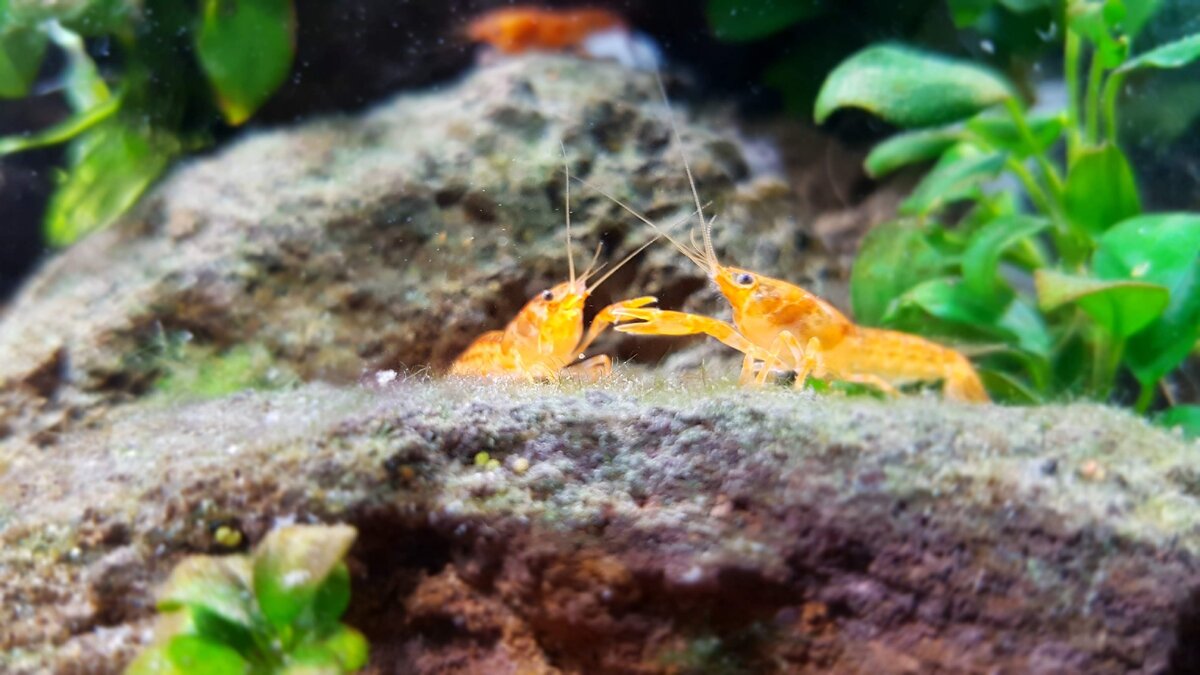 Мексиканский оранжевый рак.  Фото Ю.Крот