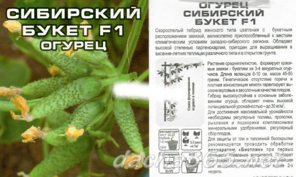 Огурцы сибирский букет описание сорта фото отзывы