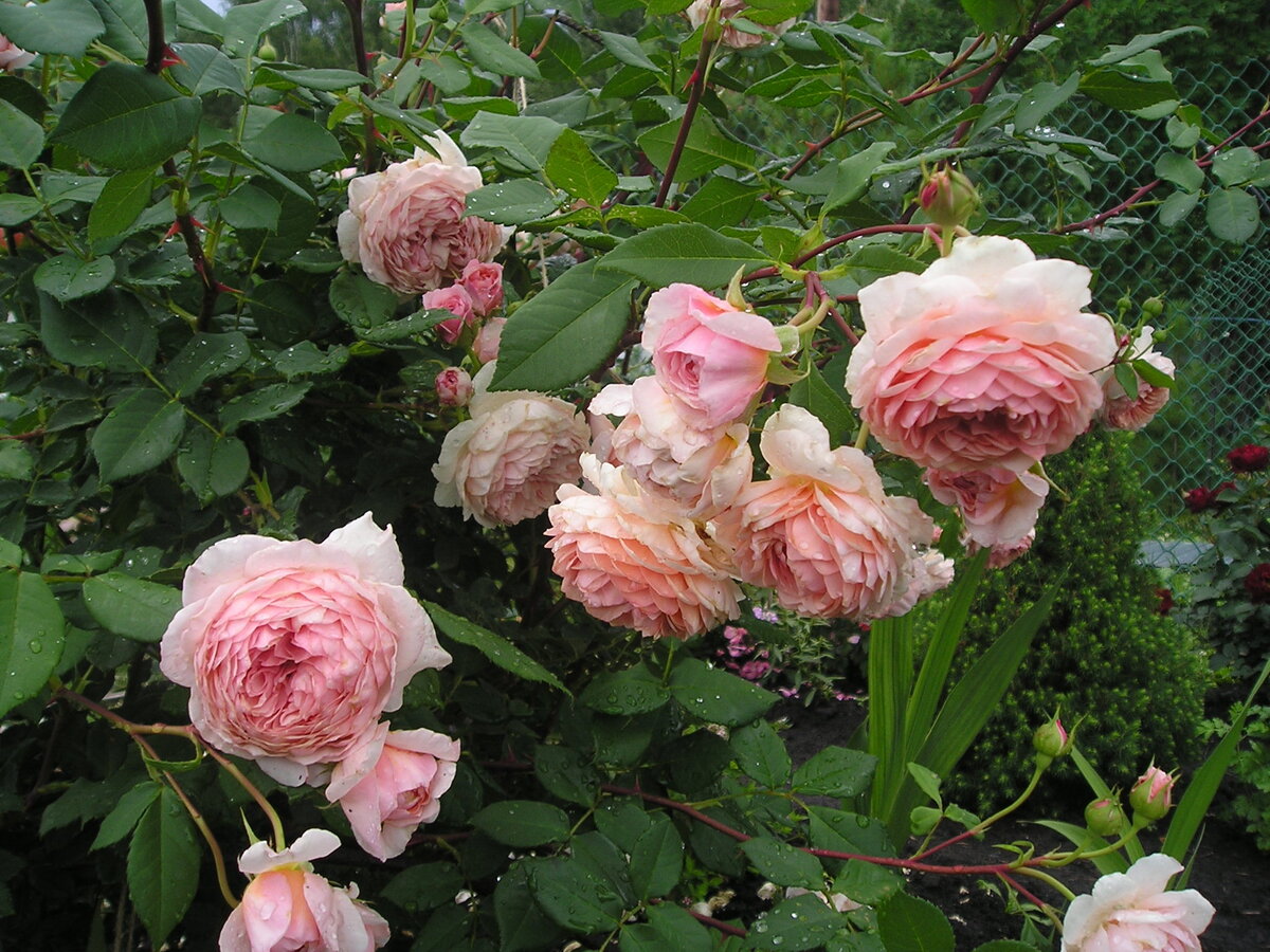 Golden Celebration и William Morris - Две розы Д. Остина, тронувшие душу