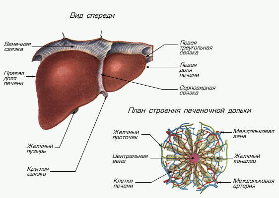 Органы