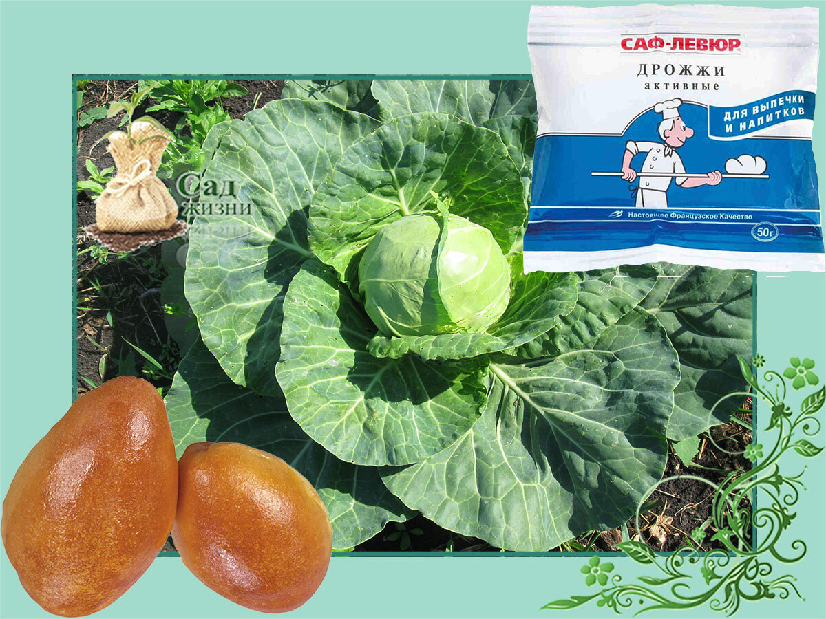 Миф о пользе дрожжевой подкормки для растений