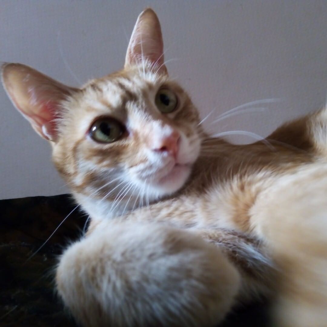 А кот получился таким )