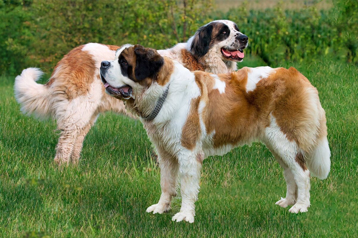 МС на заднем плане, Сенбернар на переднем, фотоколлаж автора.