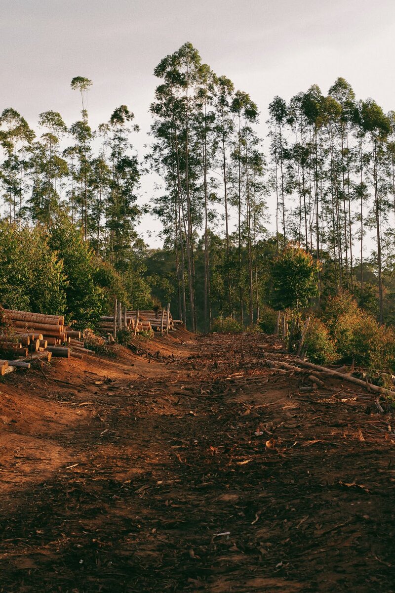Вырубленный лес