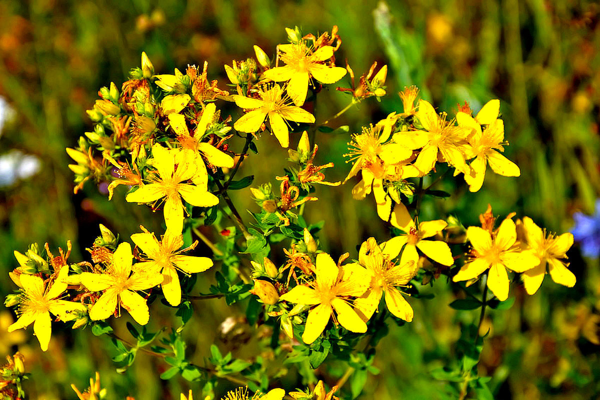 Зверобой продырявленный (обыкновенный)