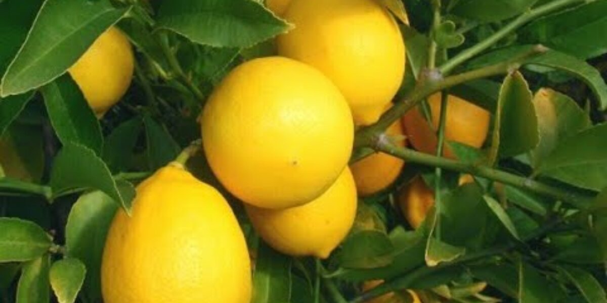 Скрин сделала для вас чтоб показать что я хочу!  К чему стремлюсь. Надеюсь, выращу я свой настоящий лимон!