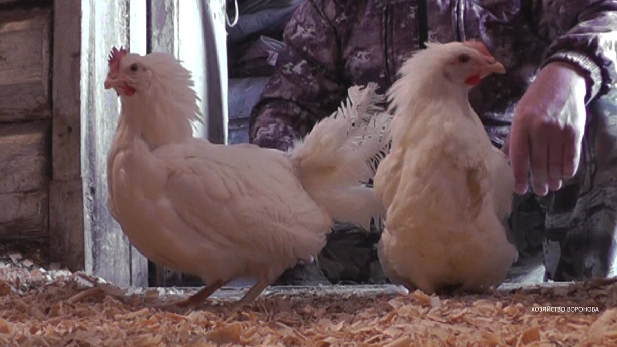 Привезли кур