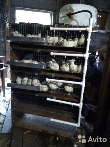 Фото из профиля жены на Авито. Здесь перепелам 1 месяц. 