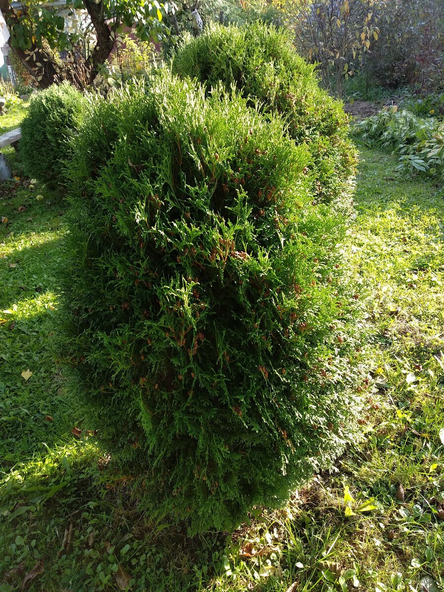 Туя западная с шаровидной формой