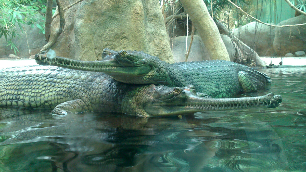 Довольно романтично, а вы думали что крокодилы не любят? Хотя на самом деле, это гавиалы! 