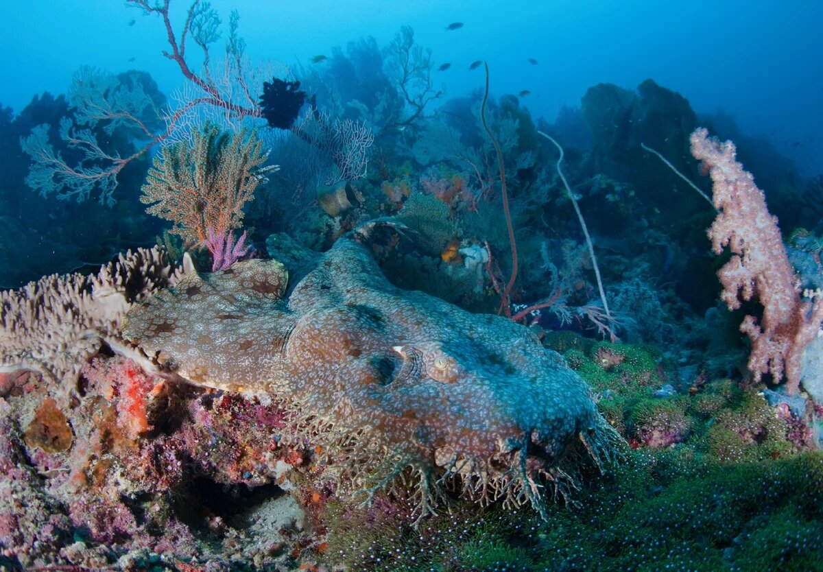 Грустное зрелище: хозяева забыли свой ковёр на улице.