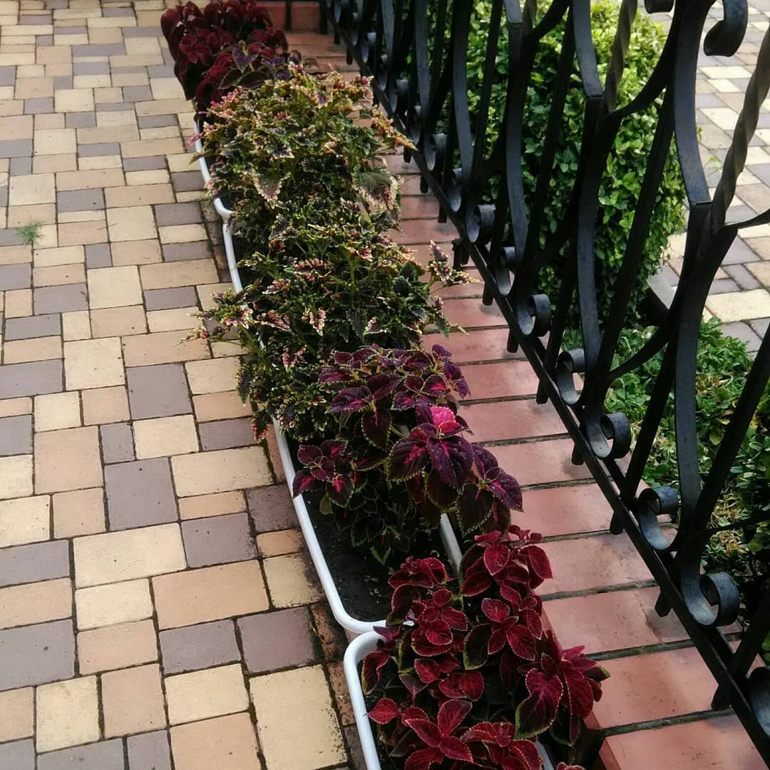 В кашпо на основной тропинке к дому (фото автора)