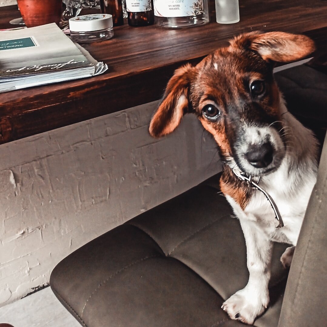 очаровательное создание с очень смешными ушами