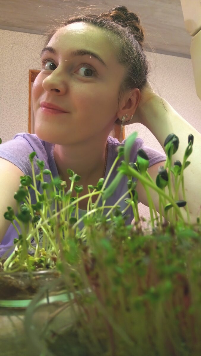 Микрозелень редиса и подсолнечника, выращенная на льняных ковриках в чаше Петри 