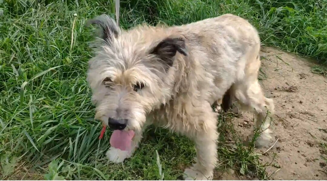 бодренько бегала по травке