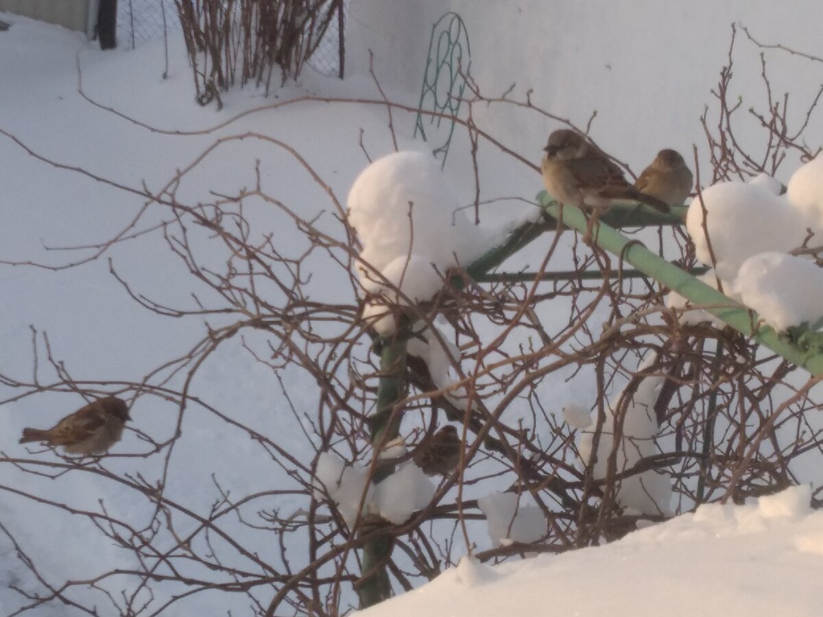 Воробьиная семейка, которая живёт у нас под крышей