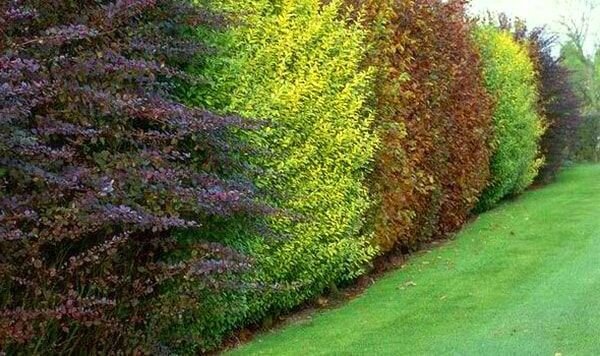 Фото взято из открытых источников