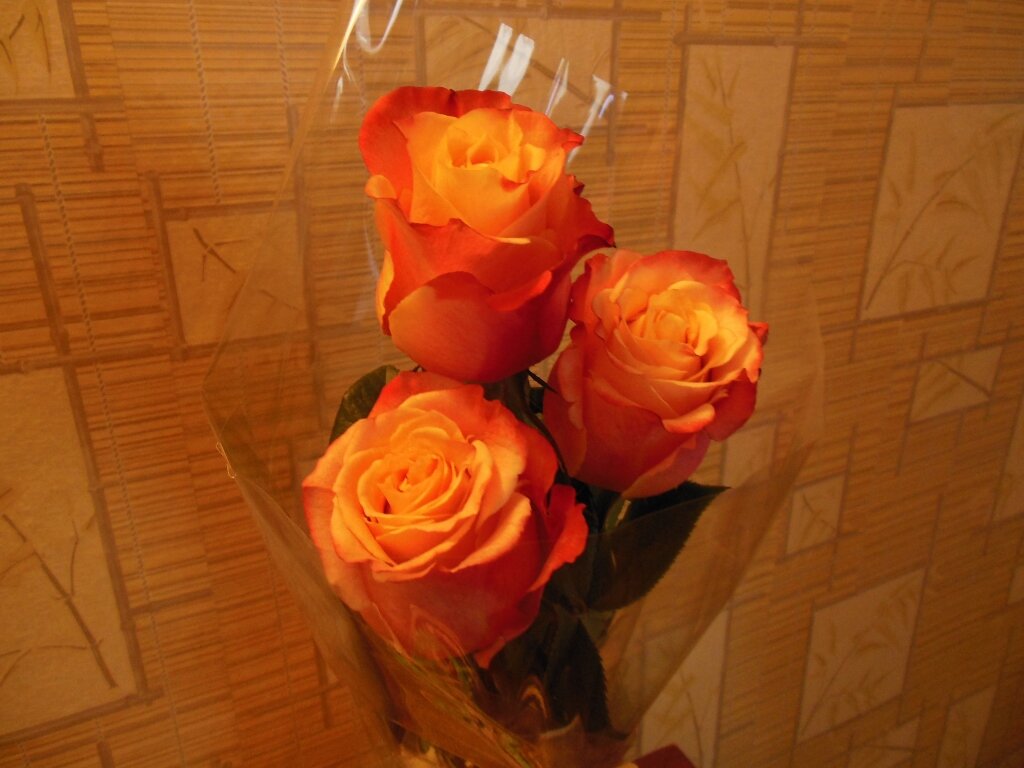 Просто розы без повода