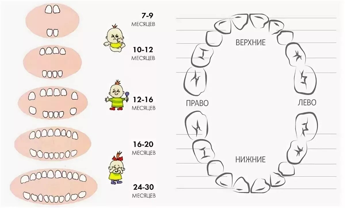 Когда режутся зубы. Порядок прорезывания молочных зубов схема. Схема прорезания зубов у малышей. Схема вылезания зубов у малышей. Схема прорезывания зубов у малышей до года.