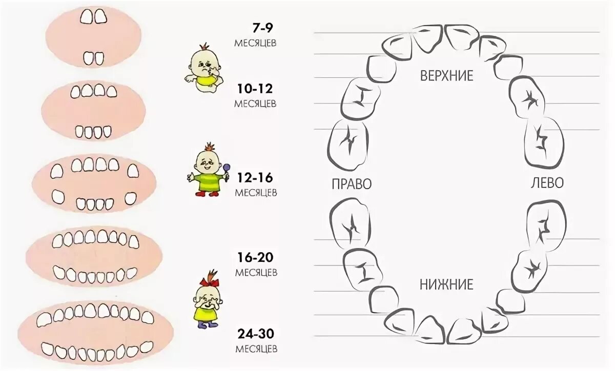 Зубы у детей до года. Порядок прорезывания молочных зубов схема. Схема прорезания зубов у малышей. Схема вылезания зубов у малышей. Схема прорезывания зубов у малышей до года.