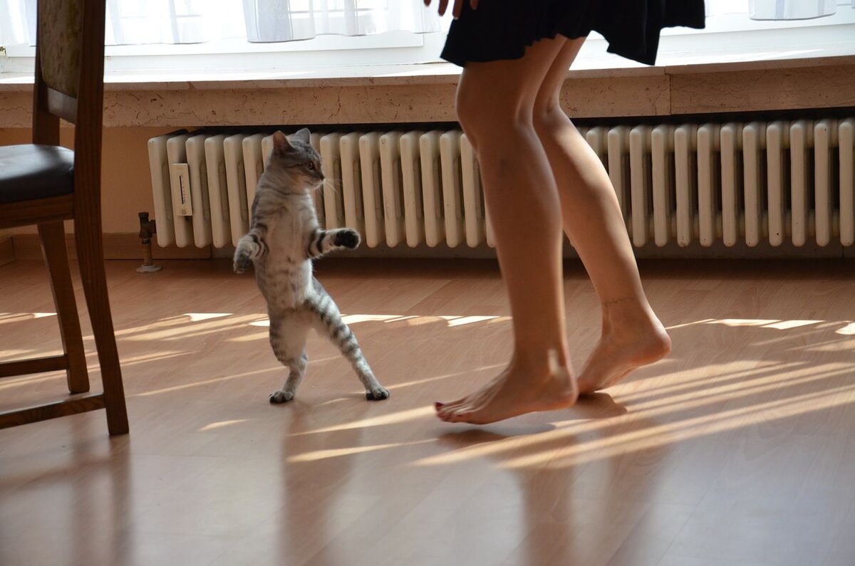 Звери девочки танцуют. Танец кота. Кот танцует. Человек с кошачьими ногами. Девочка танцует с котом.