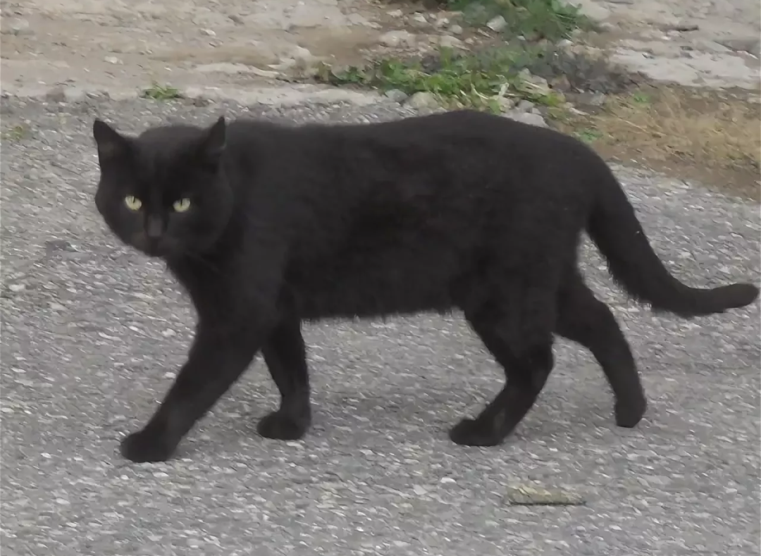 Черный пояснение. Черная кошка. Чёрная кошка перебежала дорогу. Если чёрный кот дорогу перейдёт. Черная кошка переходит дорогу.