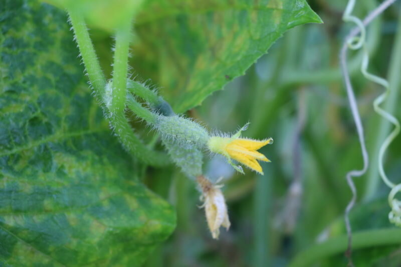 Огурцы. (Фото используется по стандартной лицензии ©ogorodnye-shpargalki.ru)