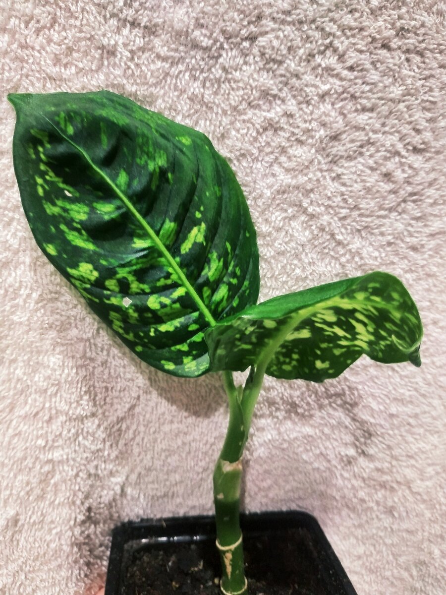 Вот такой вот укорененный черенок.Фото автора.