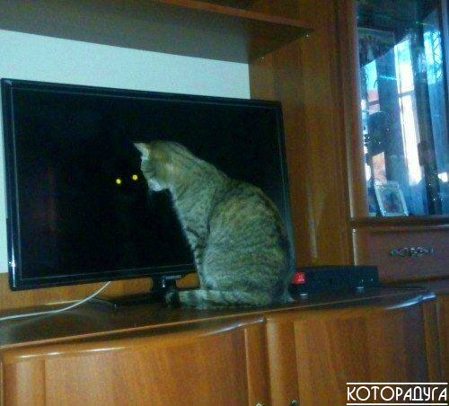 Источник: reddit.com