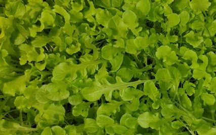 Микрозелень рукколы индау