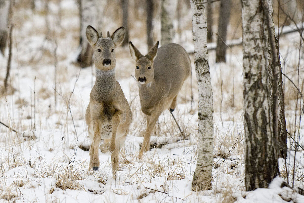 косуля с подхода зимой