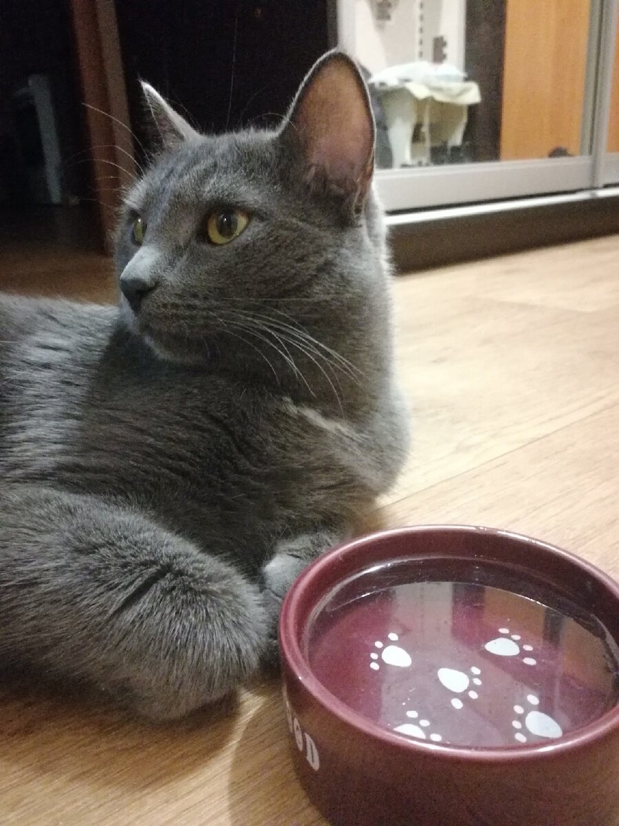 Почему кошки не любят пить воду?