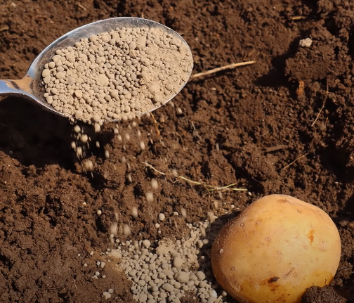 Что положить в лунку при посадке картофеля
