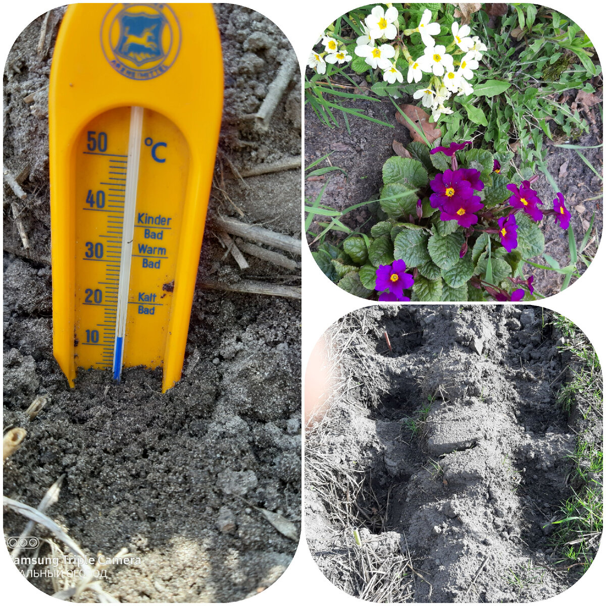 Измеряю температуру почвы. Закопала термометр на 10 см в землю.Фото автора.