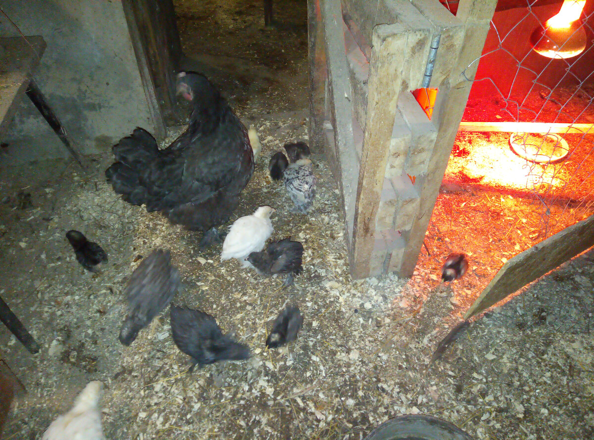 Раньше они гуляли лишь при переносе в теплицу или когда взрослые куры были на прогулке.