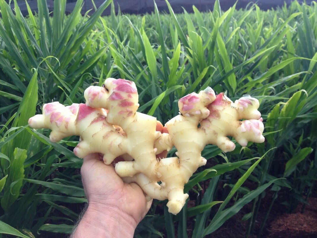 А это корень. Листайте! Фото: из открытых Интернет-источников