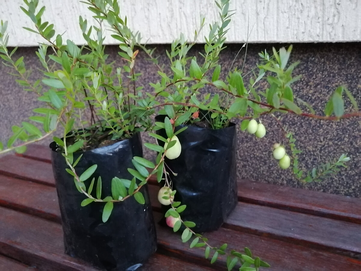 Фото с прошлого года. Сейчас клюква ещё только зацветает. 